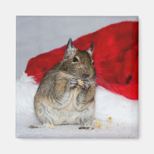 Imã Degu com o chapéu do papai noel festivo
