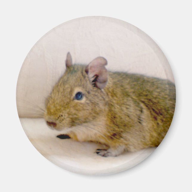 Imã Degu Magnet (Frente)