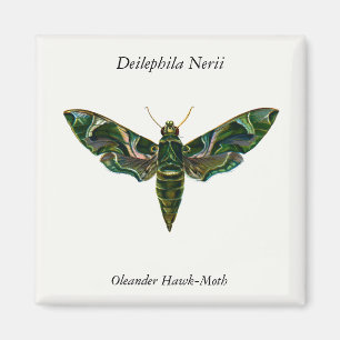Imã Deilephila Nerii - Oleander Hawk-Moth