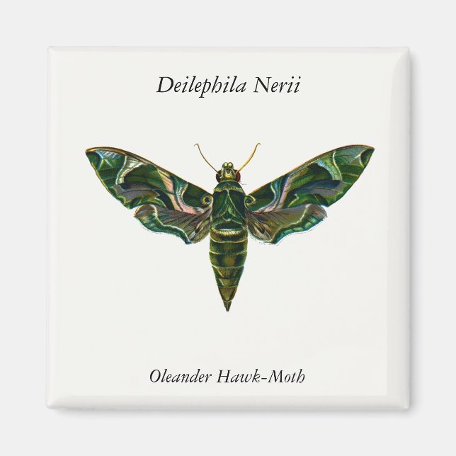 Imã Deilephila Nerii - Oleander Hawk-Moth (Frente)