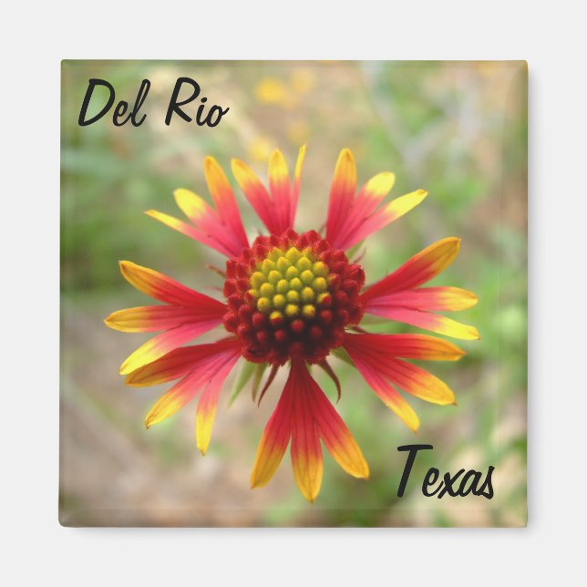 Imã Del Rio Texas magnet blanketflower wildflower texa (Frente)