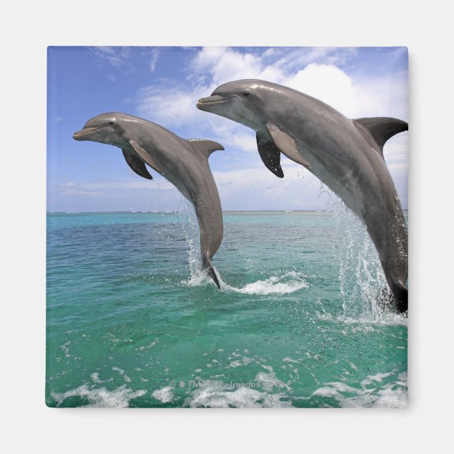 Imã Delfin (Frente)