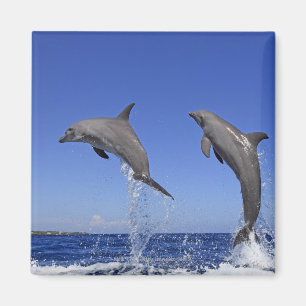 Imã Delfin, Delfim, Tuemmler mais bruto, Tursiops 3