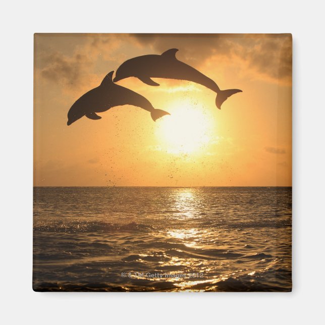 Imã Delfin,Delphin,Grosser Tuemmler,Tursiops (Frente)