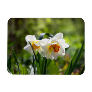 Ímã Delicados narcisos fofos da primavera