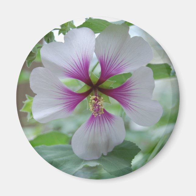 Imã Delicar Lily - ímã (Frente)