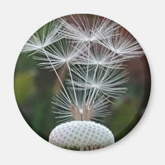 Imã Delicate Dandelion Seeds 