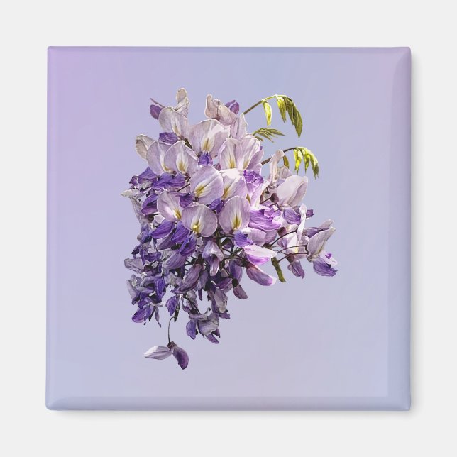 Imã Delicate Wisteria (Frente)