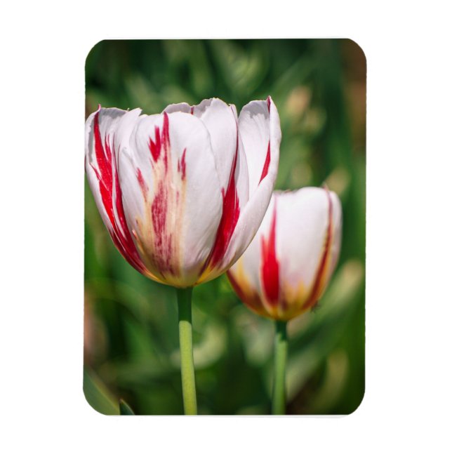 Ímã Delícia de Tulipas (Vertical)