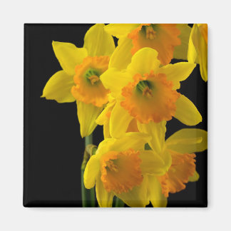 Imã Delicioso Daffodils Amarelo e Laranja