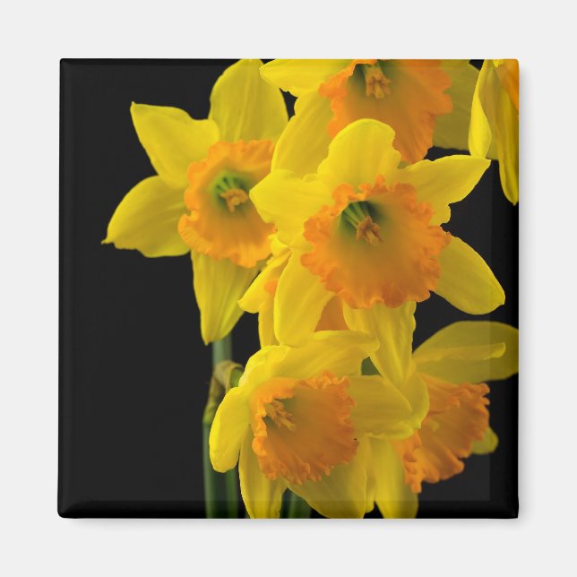 Imã Delicioso Daffodils Amarelo e Laranja (Frente)