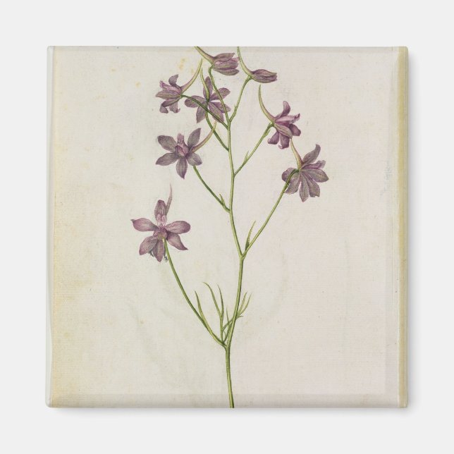 Imã Delphinium ajacis, c.1568 (Frente)