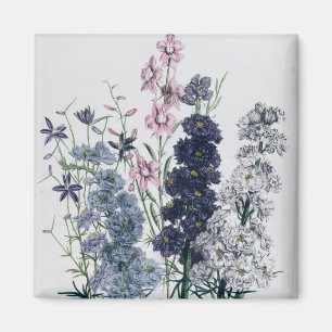 Imã Delphiniums, "da flor Garden das senhoras"