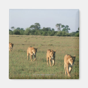 Imã Delta de Okavango, Botswana 4