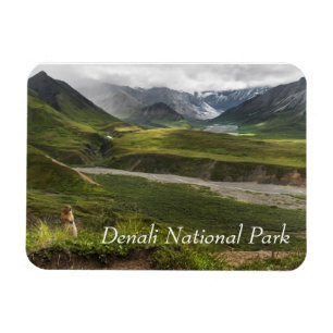 Ímã Denali, Esquilo Ártico
