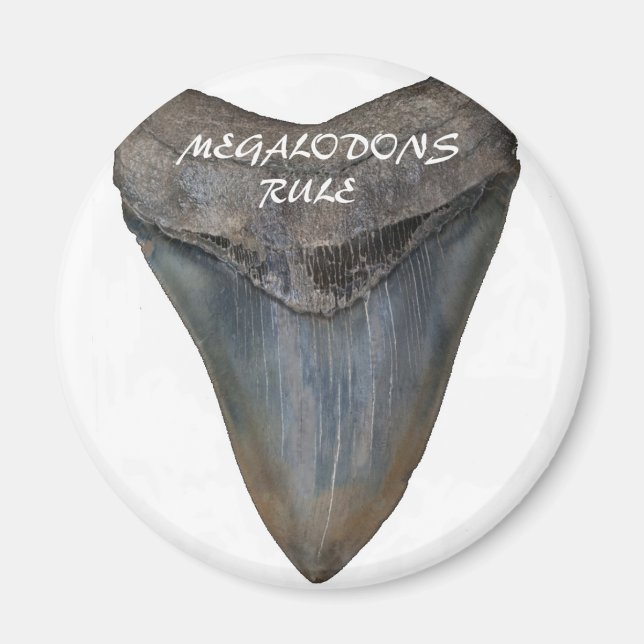 Imã Dente de tubarão Megalodon (Frente)