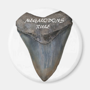 Imã Dente do tubarão de Megalodon