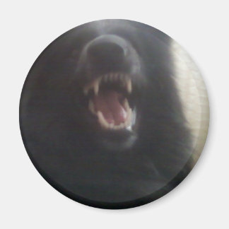 Imã Dentes de Shepherd Belga, também conhecida como "O