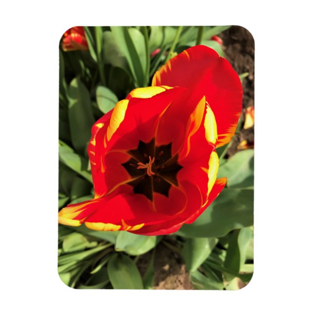 Ímã Dentro Banja Luka Tulip, Oregon (Vertical)