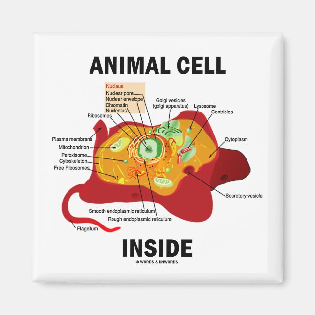 Imã Dentro de células de origem animal (Eukaryote Cell (Frente)
