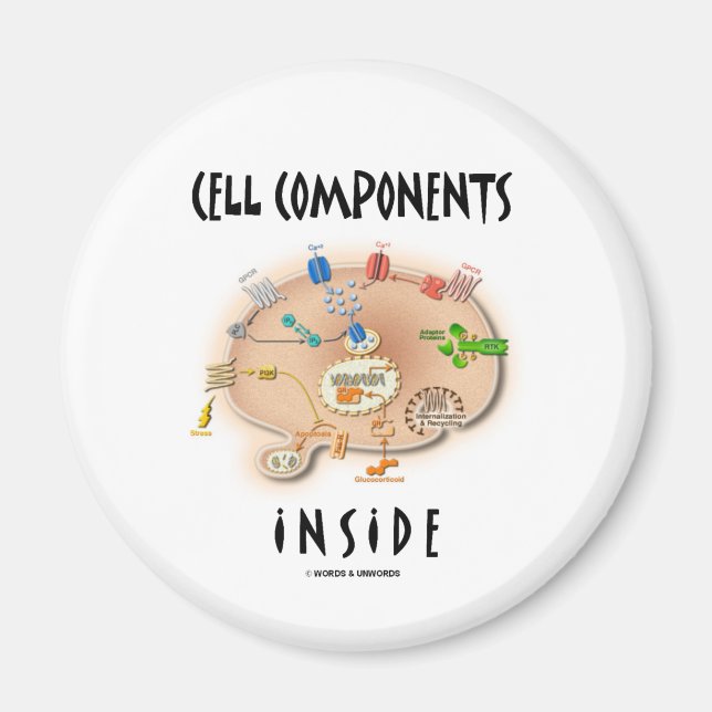 Imã Dentro de Componentes de Célula (Frente)