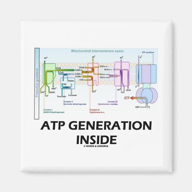 Imã DENTRO de Geração ATP (Cadeia de Transporte Eletrô (Frente)