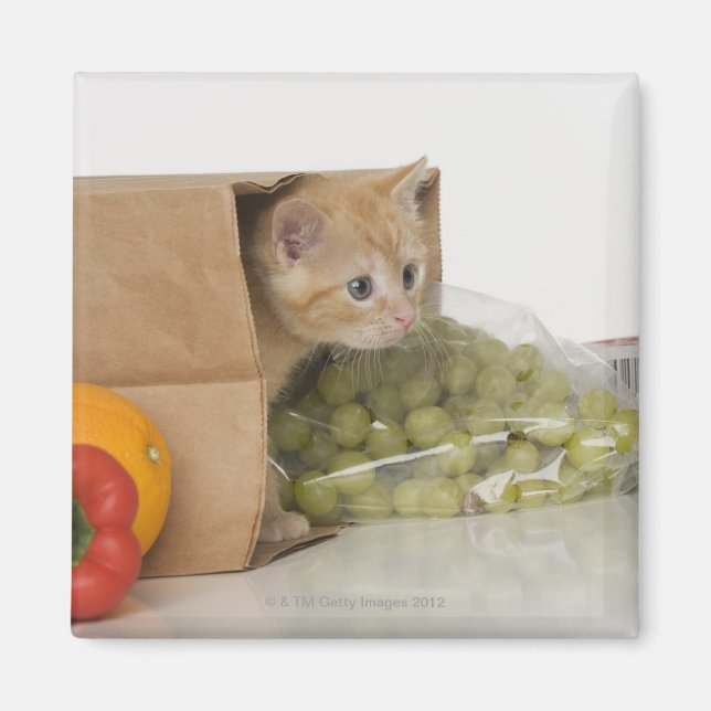 Imã Dentro de Kitten bolsa de compra (Frente)