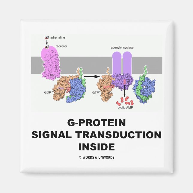 Imã Dentro de Transdução do Sinal de Proteína G (Frente)