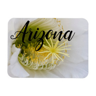 Ímã Dentro de um cacto branco em flor, Arizona