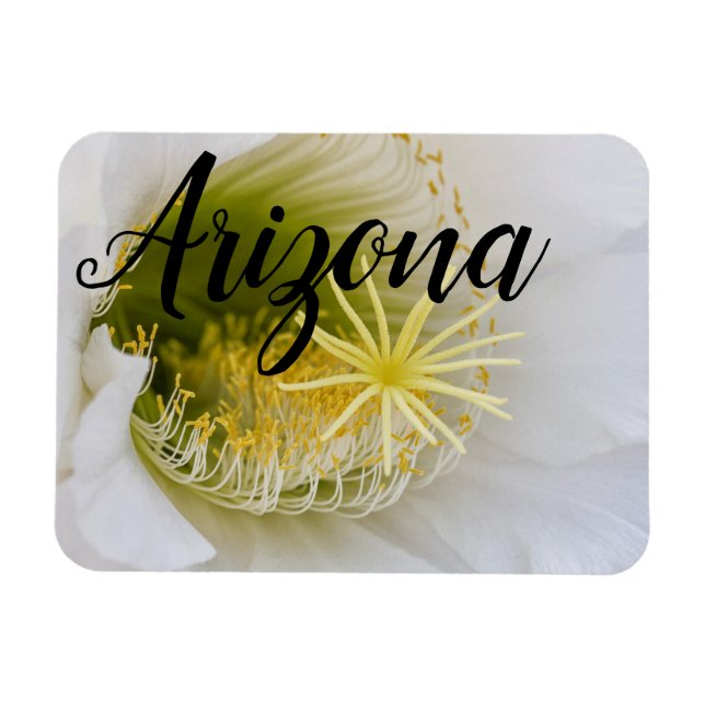 Ímã Dentro de um cacto branco em flor, Arizona (Horizontal)