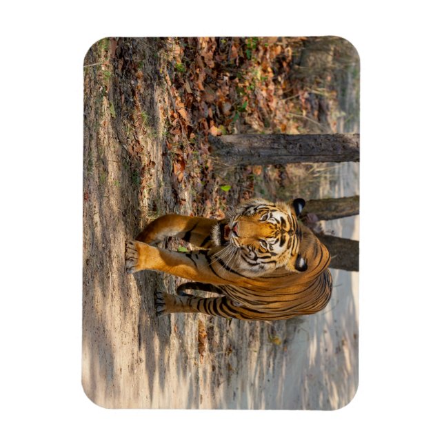Ímã Der Indische Tiger  (Vertical)