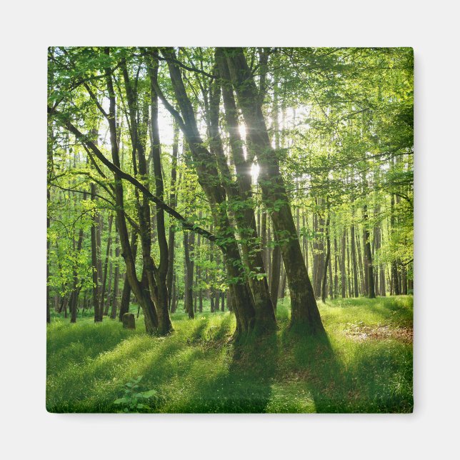 Imã Der Wald im Frühling (Frente)