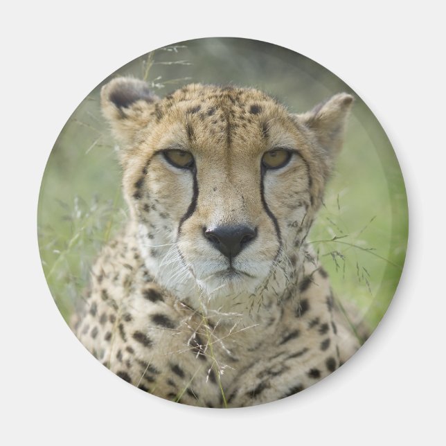 Imã Descansar na grama (Frente)