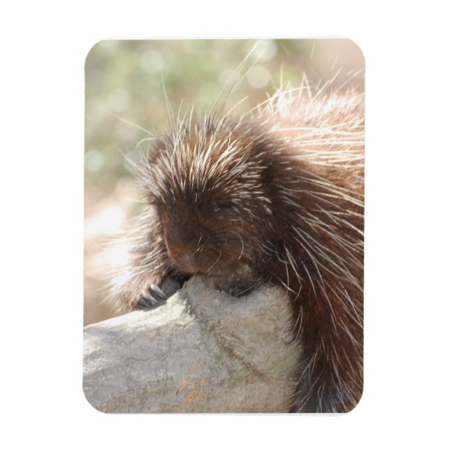 Ímã Descansar Porcupine (Vertical)