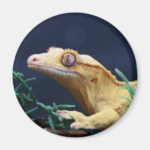 Imã Descanso com crista amarelo do geco