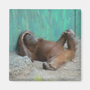 Imã Descanso do orangutang do bebê