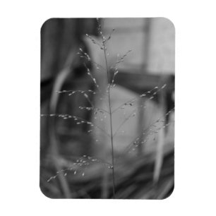 Ímã Deschampsia flexuosa