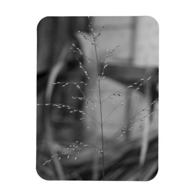 Ímã Deschampsia flexuosa (Vertical)