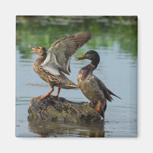 Imã Desculpe-me (Frente)