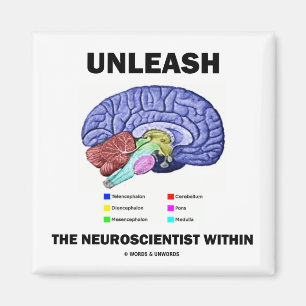 Imã Desencadeie o neurocientista dentro (a anatomia do