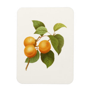 Ímã Desenho alaranjado da aguarela dos abricós do