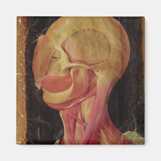 Imã Desenho anatômico da cabeça humana (Frente)