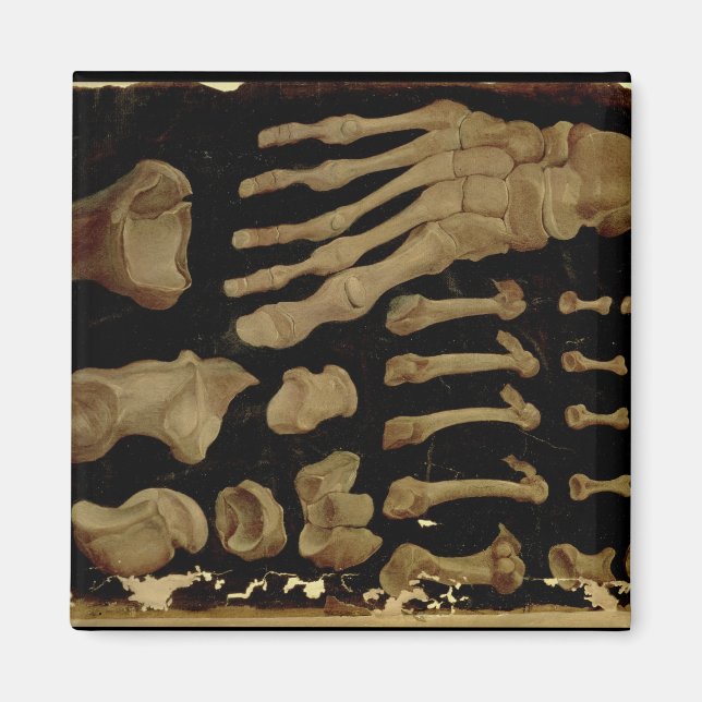 Imã Desenho anatômico dos ossos do pé (Frente)