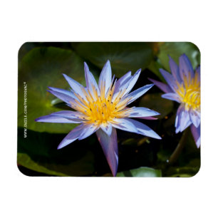 Ímã Desenho Botânico Floral de Nenúfar Tropical