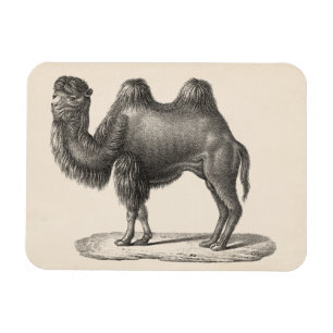 Ímã Desenho de Brodtmann Camel