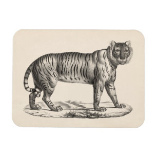 Ímã Desenho de Brodtmann Tiger