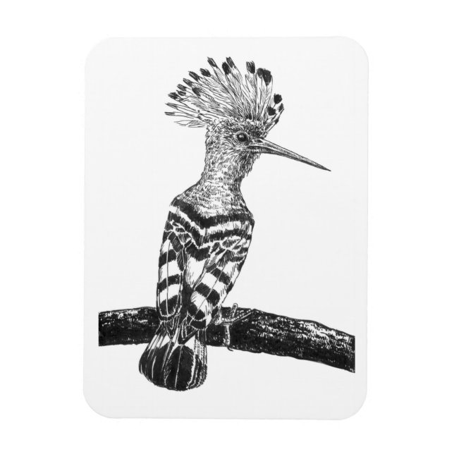 Ímã Desenho de Hoopoe (Vertical)