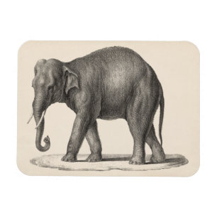 Ímã Desenho do Elefante Brodtmann