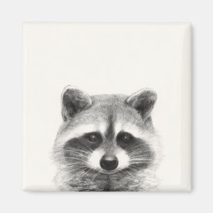 Imã Desenho do Lápis de Raccoon