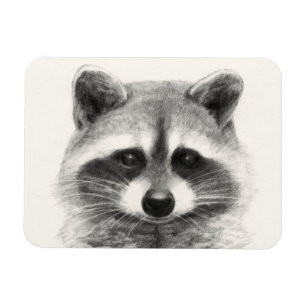Ímã Desenho do Lápis de Raccoon